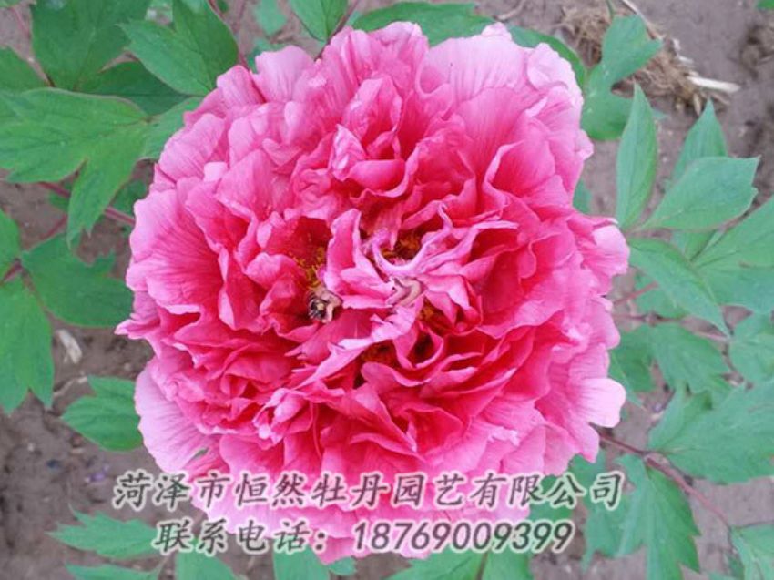 點擊查看詳細信息<br>標題：紅色牡丹 閱讀次數(shù)：1888