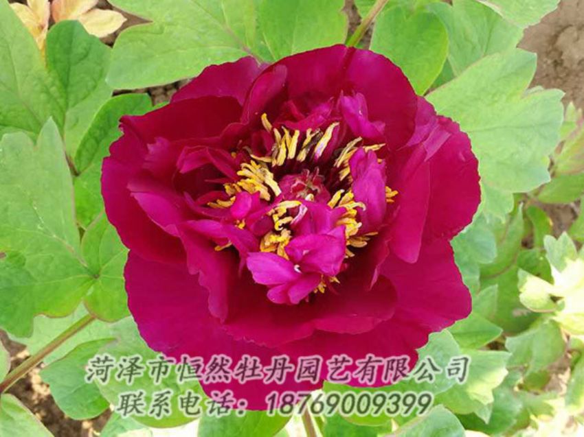 點(diǎn)擊查看詳細(xì)信息<br>標(biāo)題：紅色牡丹 閱讀次數(shù)：1758