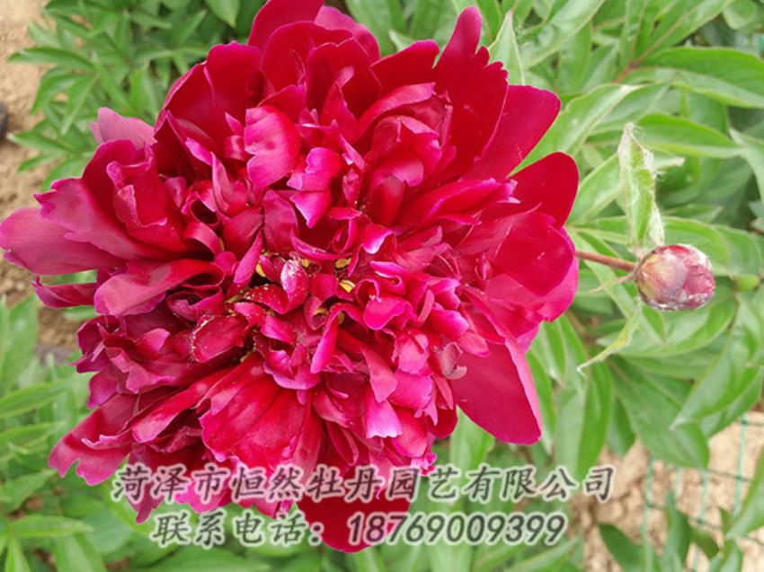 點(diǎn)擊查看詳細(xì)信息<br>標(biāo)題：紅色芍藥 閱讀次數(shù)：991