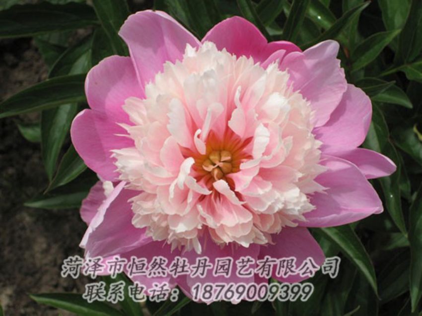 點擊查看詳細信息<br>標(biāo)題：蓮花臺 閱讀次數(shù)：1953