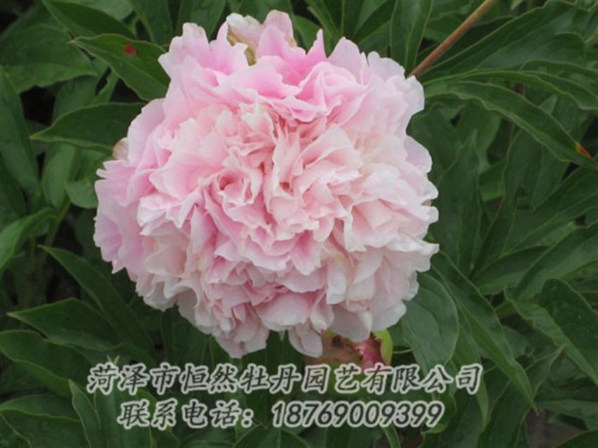 點擊查看詳細(xì)信息<br>標(biāo)題：粉面桃花 閱讀次數(shù)：1225