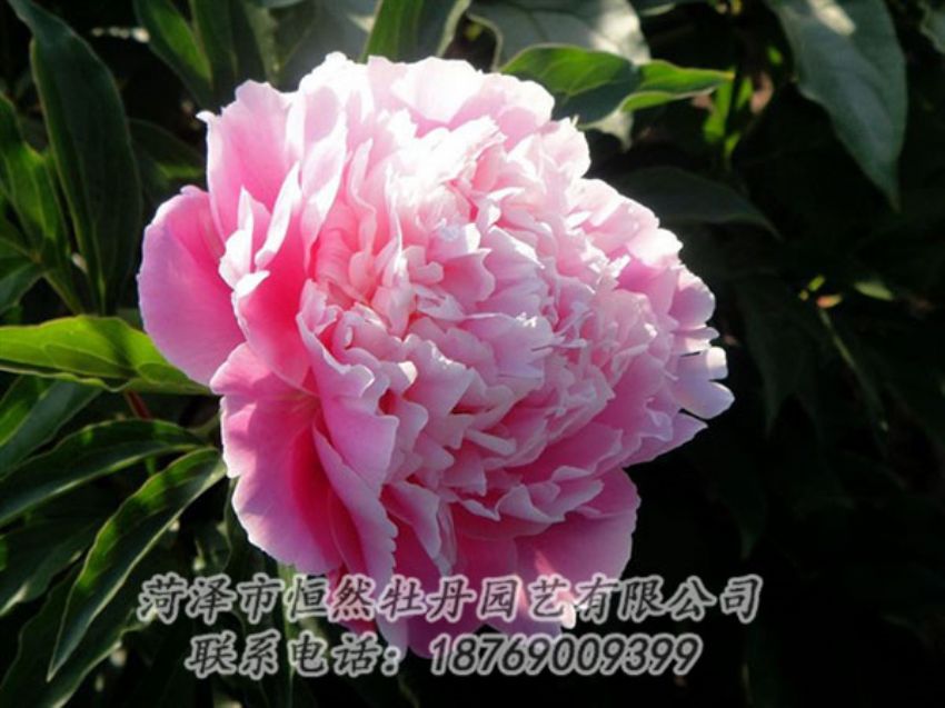 點(diǎn)擊查看詳細(xì)信息<br>標(biāo)題：粉色芍藥 閱讀次數(shù)：1941