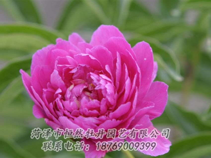 點(diǎn)擊查看詳細(xì)信息<br>標(biāo)題：紅茶花 閱讀次數(shù)：957