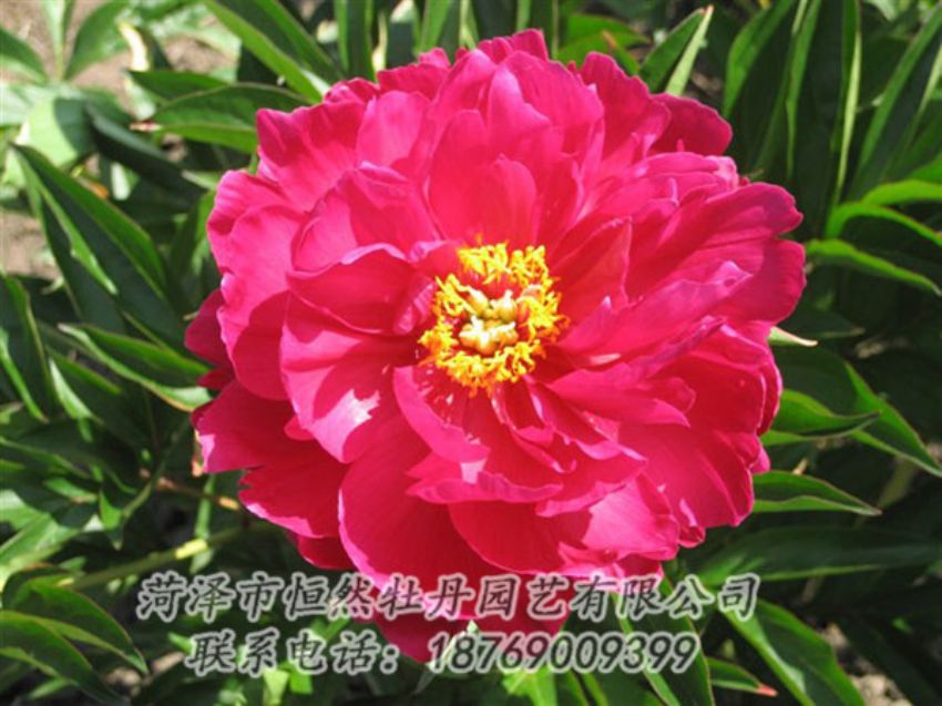 點(diǎn)擊查看詳細(xì)信息<br>標(biāo)題：大紅赤金 閱讀次數(shù)：1005