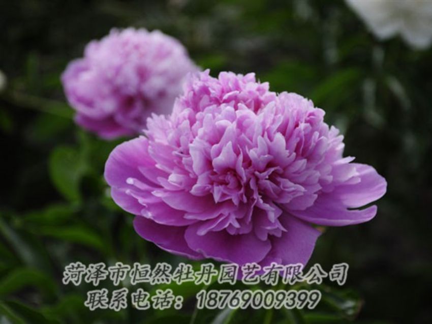 點(diǎn)擊查看詳細(xì)信息<br>標(biāo)題：紫色芍藥 閱讀次數(shù)：1985