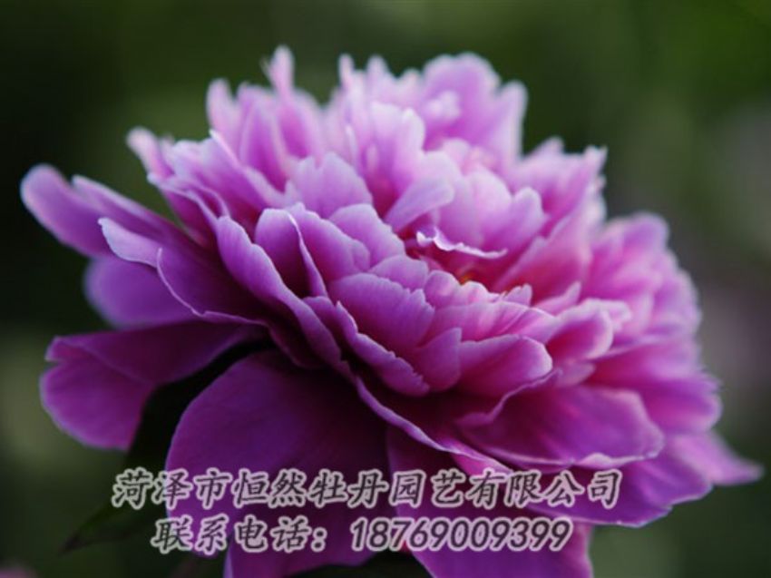 點(diǎn)擊查看詳細(xì)信息<br>標(biāo)題：紫色芍藥 閱讀次數(shù)：1969