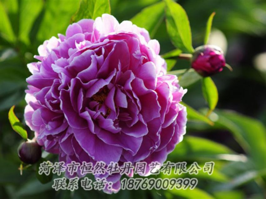 點(diǎn)擊查看詳細(xì)信息<br>標(biāo)題：紫色芍藥 閱讀次數(shù)：1168