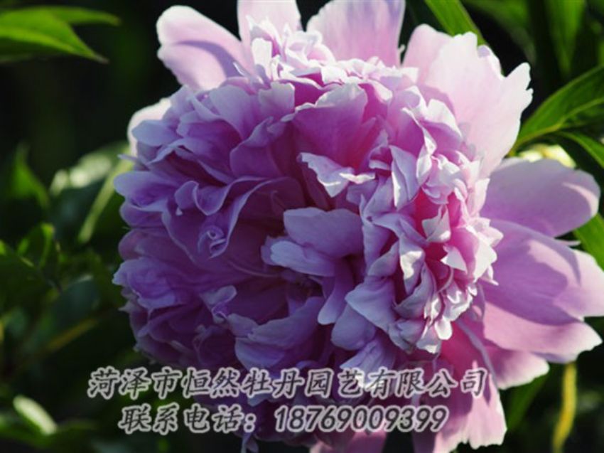 點(diǎn)擊查看詳細(xì)信息<br>標(biāo)題：藍(lán)菊 閱讀次數(shù)：1154