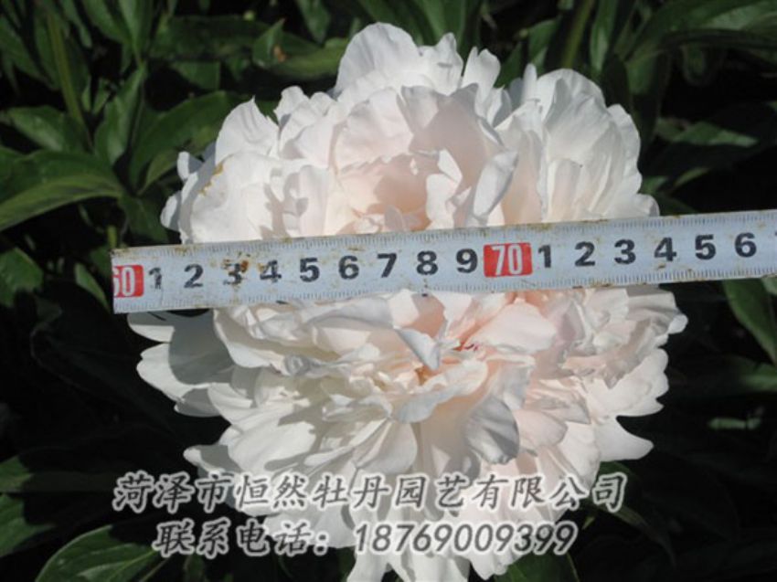 點(diǎn)擊查看詳細(xì)信息<br>標(biāo)題：雪峰 閱讀次數(shù)：1039