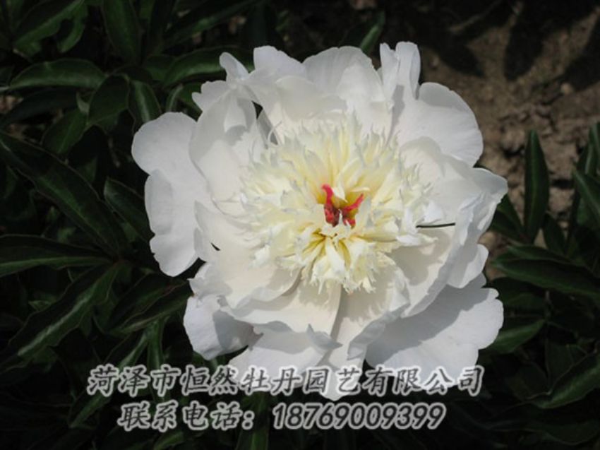 點擊查看詳細信息<br>標(biāo)題：凌花晨浴 閱讀次數(shù)：1141