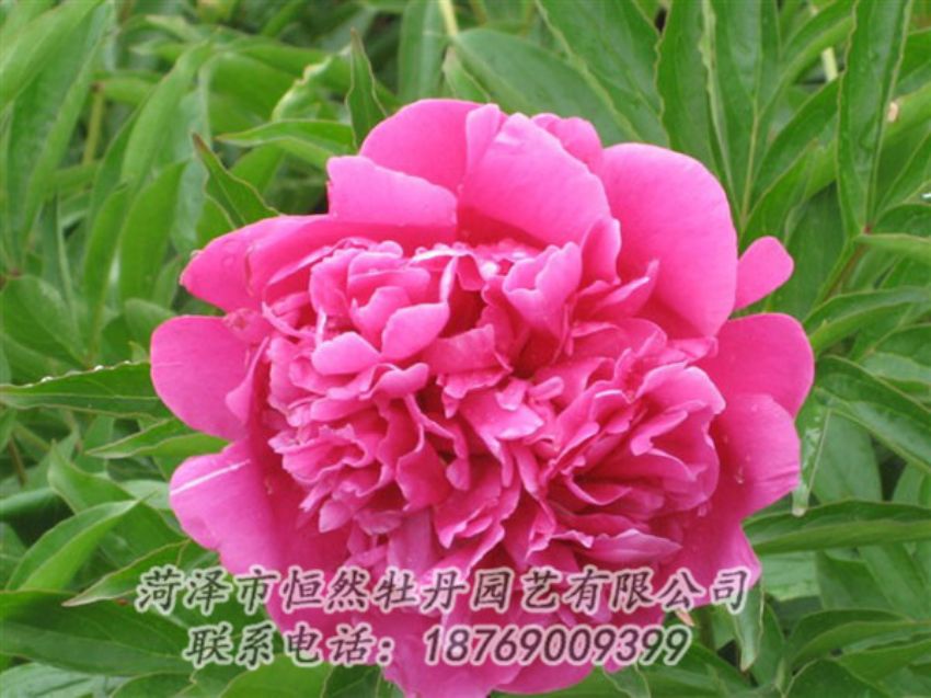 點(diǎn)擊查看詳細(xì)信息<br>標(biāo)題：永生紅 閱讀次數(shù)：970