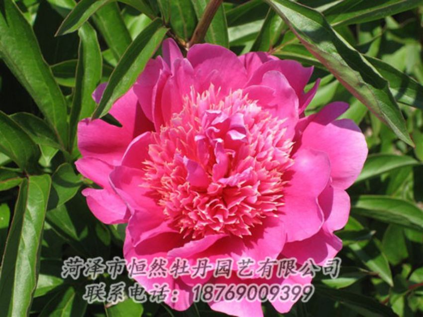 點(diǎn)擊查看詳細(xì)信息<br>標(biāo)題：紅繡球 閱讀次數(shù)：951