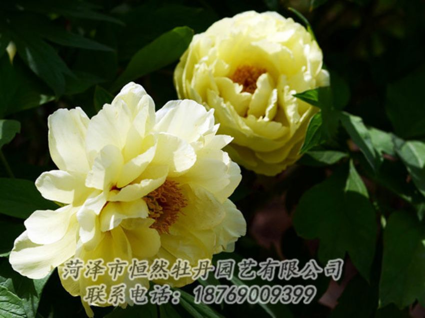 點(diǎn)擊查看詳細(xì)信息<br>標(biāo)題：黃色芍藥 閱讀次數(shù)：1130