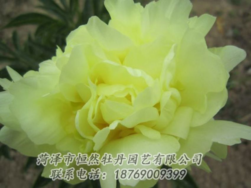 點(diǎn)擊查看詳細(xì)信息<br>標(biāo)題：黃色芍藥 閱讀次數(shù)：1152