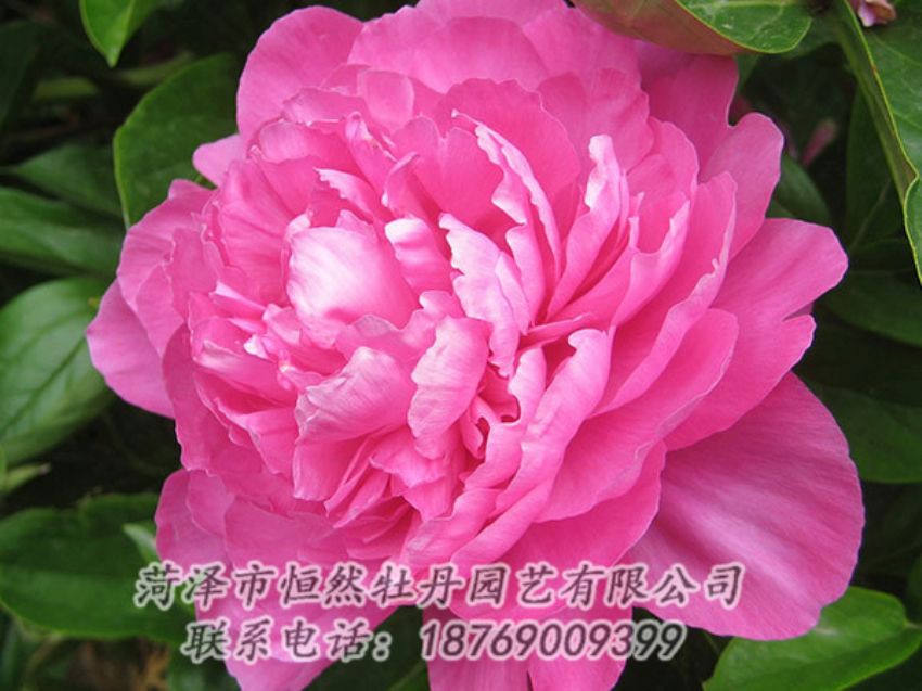 點(diǎn)擊查看詳細(xì)信息<br>標(biāo)題：紅色芍藥 閱讀次數(shù)：997