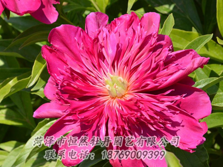 點(diǎn)擊查看詳細(xì)信息<br>標(biāo)題：紅色芍藥 閱讀次數(shù)：1042