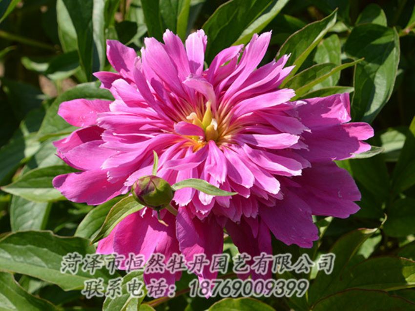 點(diǎn)擊查看詳細(xì)信息<br>標(biāo)題：紅色芍藥 閱讀次數(shù)：1071