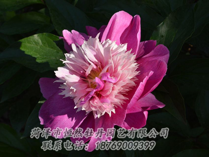 點(diǎn)擊查看詳細(xì)信息<br>標(biāo)題：紅色芍藥 閱讀次數(shù)：1148