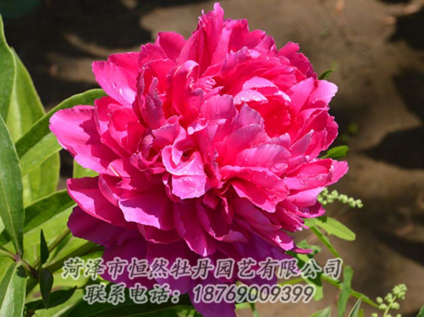 點擊查看詳細信息<br>標題：紅色芍藥 閱讀次數(shù)：1052