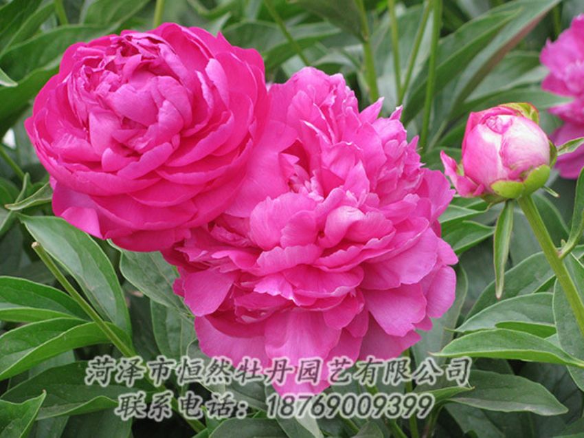 點(diǎn)擊查看詳細(xì)信息<br>標(biāo)題：紅色芍藥 閱讀次數(shù)：1091