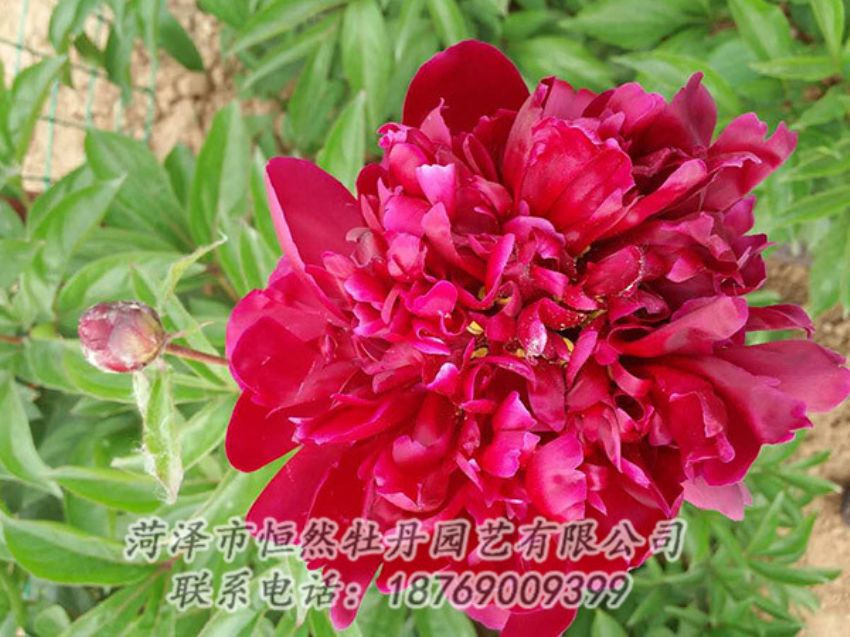 點擊查看詳細信息<br>標題：紅色芍藥 閱讀次數(shù)：1099