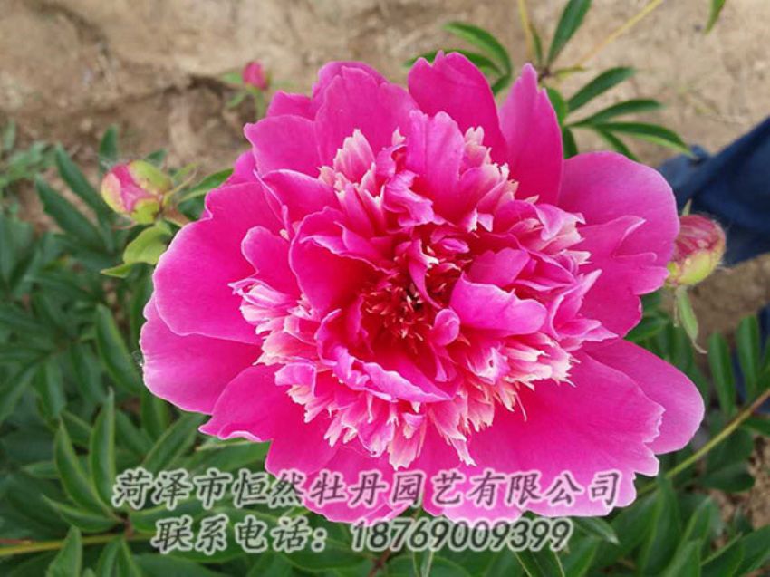 點(diǎn)擊查看詳細(xì)信息<br>標(biāo)題：紅色芍藥 閱讀次數(shù)：1129