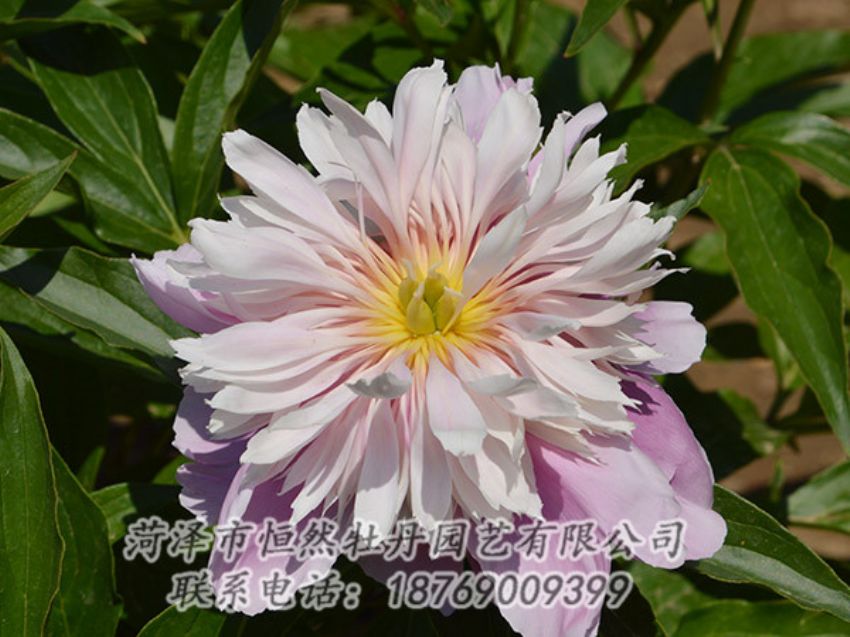 點擊查看詳細(xì)信息<br>標(biāo)題：粉色芍藥 閱讀次數(shù)：1210