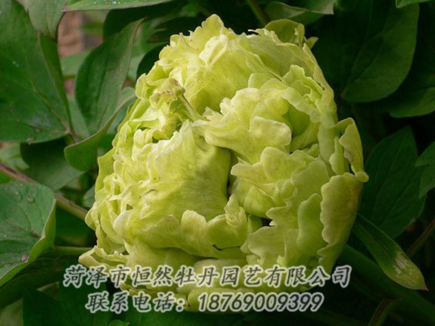 點擊查看詳細(xì)信息<br>標(biāo)題：綠色牡丹 閱讀次數(shù)：1186