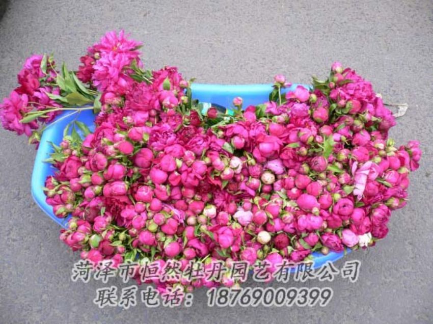 點(diǎn)擊查看詳細(xì)信息<br>標(biāo)題：芍藥切花 閱讀次數(shù)：1909