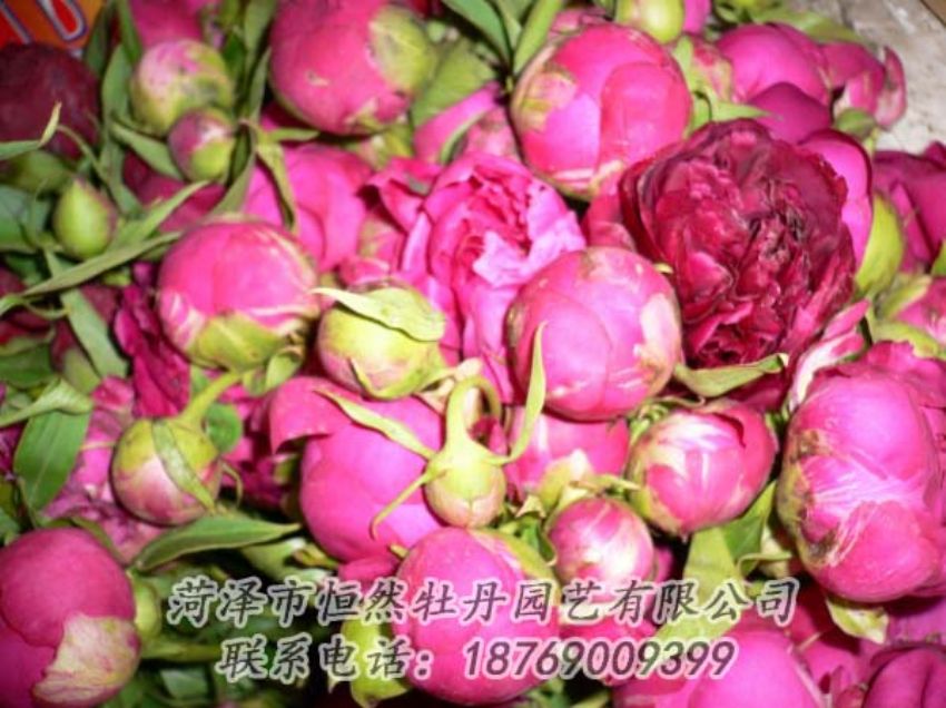 點擊查看詳細信息<br>標題：芍藥切花 閱讀次數(shù)：1899