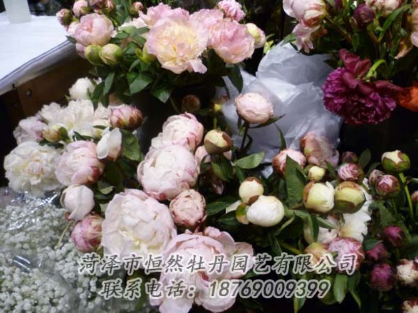 點(diǎn)擊查看詳細(xì)信息<br>標(biāo)題：芍藥切花 閱讀次數(shù)：2049