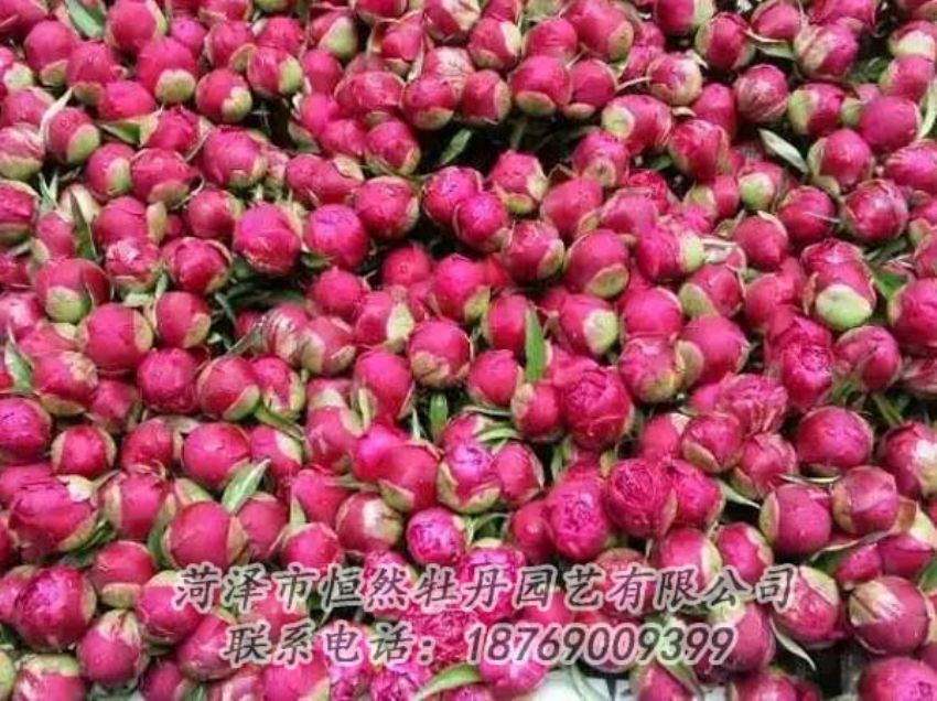 點擊查看詳細(xì)信息<br>標(biāo)題：芍藥切花 閱讀次數(shù)：2076