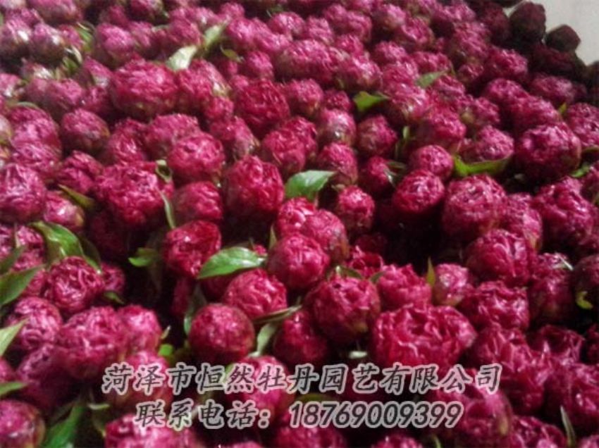 點擊查看詳細信息<br>標題：芍藥切花 閱讀次數(shù)：1930