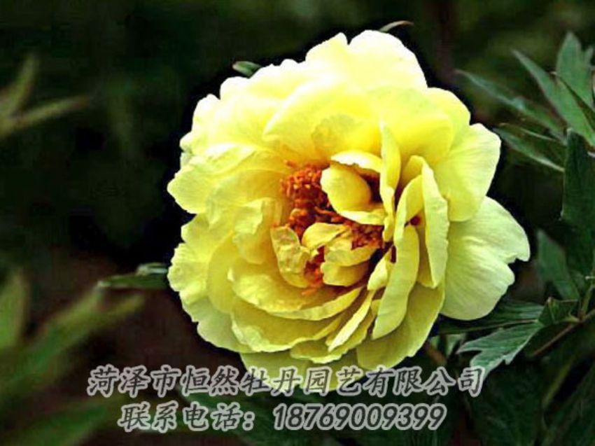 點(diǎn)擊查看詳細(xì)信息<br>標(biāo)題：黃色牡丹 閱讀次數(shù)：1757