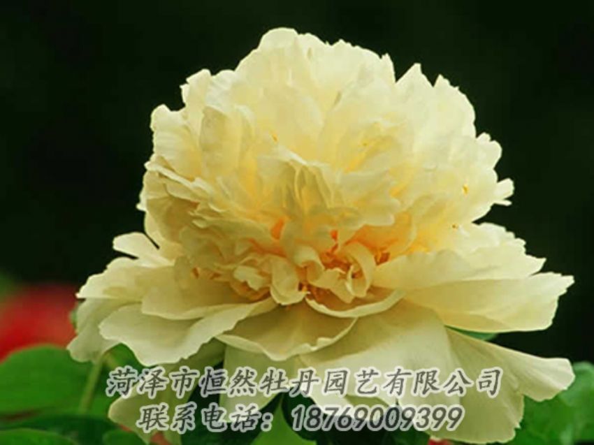 點(diǎn)擊查看詳細(xì)信息<br>標(biāo)題：黃色牡丹 閱讀次數(shù)：1856