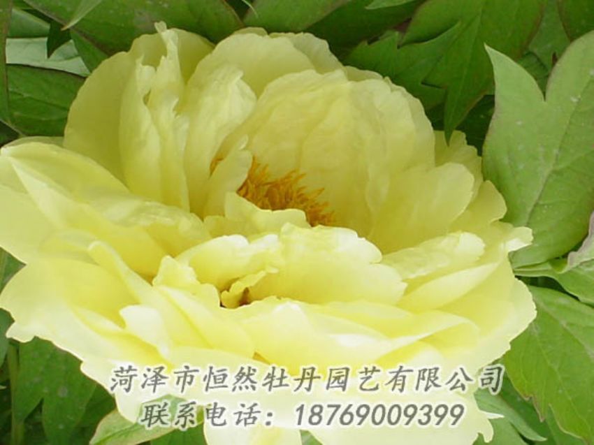 點(diǎn)擊查看詳細(xì)信息<br>標(biāo)題：黃色牡丹 閱讀次數(shù)：1889