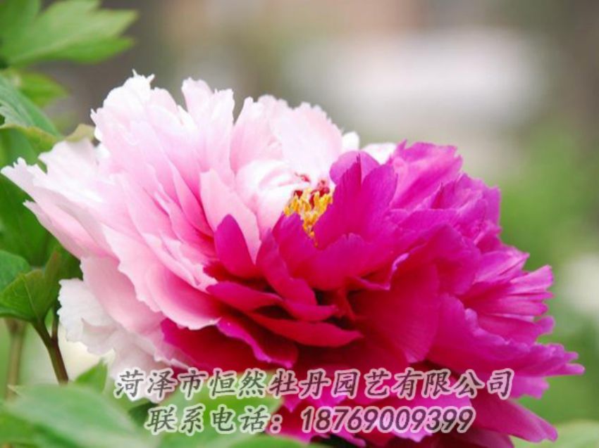 點(diǎn)擊查看詳細(xì)信息<br>標(biāo)題：花二喬 閱讀次數(shù)：1933