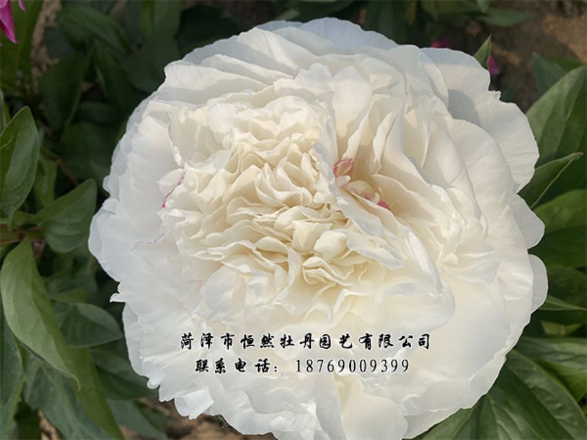 點(diǎn)擊查看詳細(xì)信息<br>標(biāo)題：進(jìn)口芍藥 閱讀次數(shù)：306