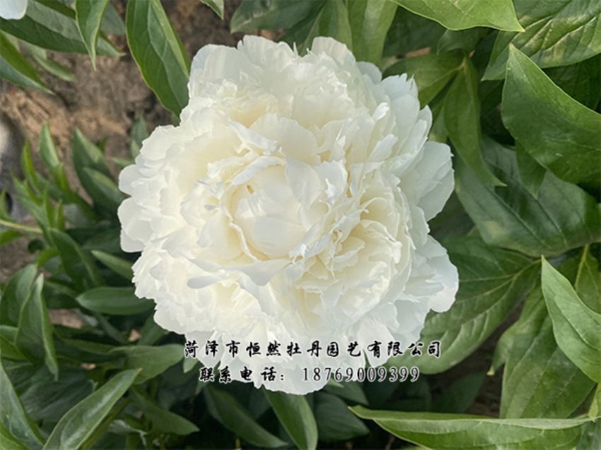 點擊查看詳細信息<br>標題：進口芍藥 閱讀次數(shù)：322