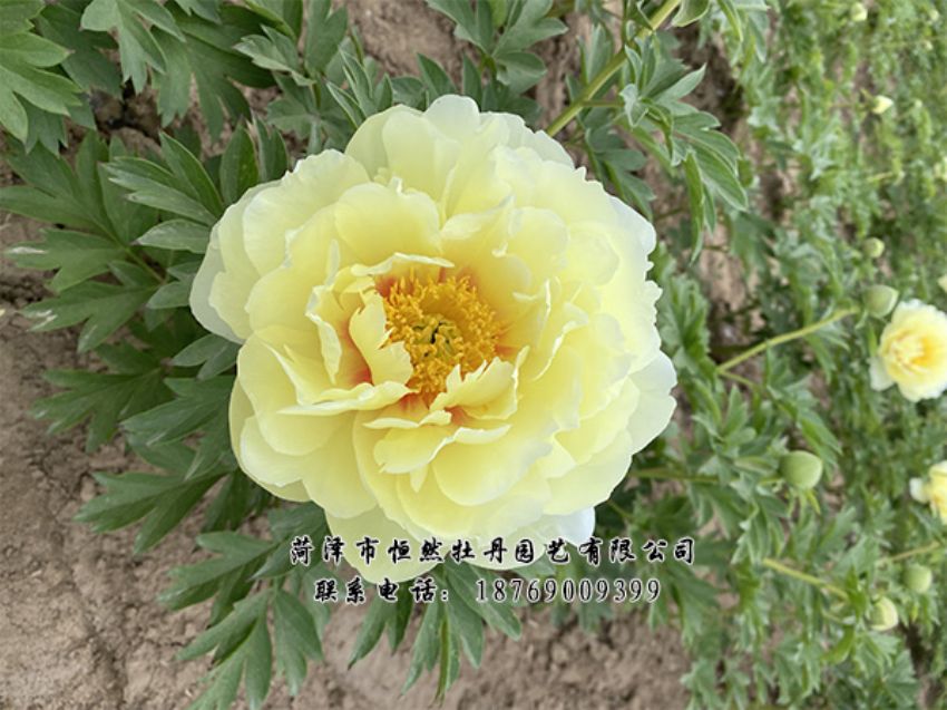 點(diǎn)擊查看詳細(xì)信息<br>標(biāo)題：進(jìn)口芍藥 閱讀次數(shù)：278