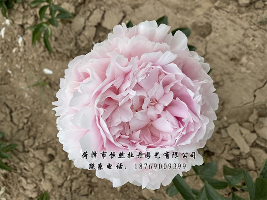 點(diǎn)擊查看詳細(xì)信息<br>標(biāo)題：進(jìn)口芍藥 閱讀次數(shù)：288