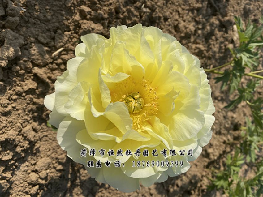 點(diǎn)擊查看詳細(xì)信息<br>標(biāo)題：進(jìn)口芍藥 閱讀次數(shù)：282